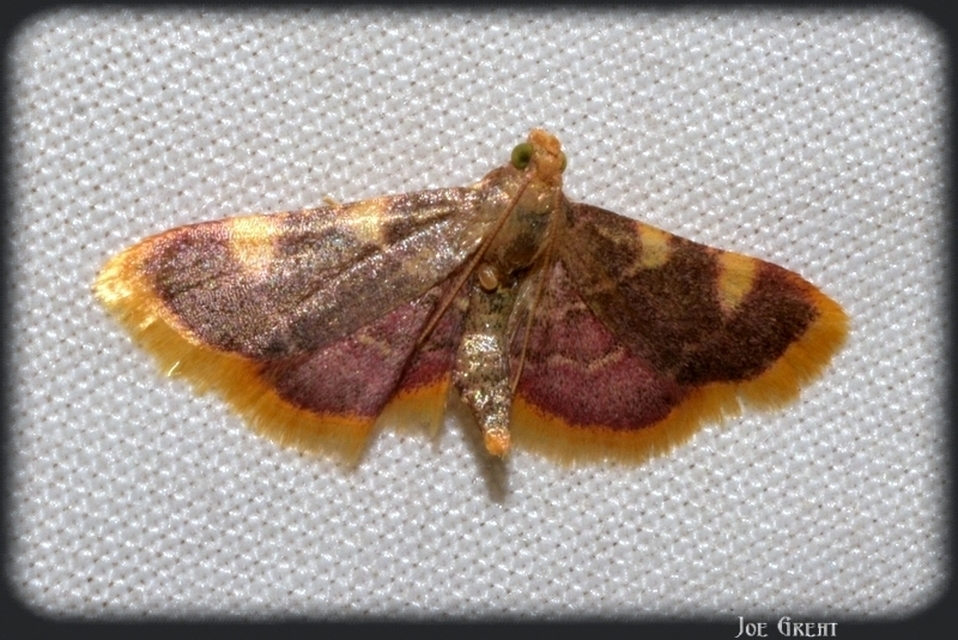 Hypsopygia costalis - szénailonca