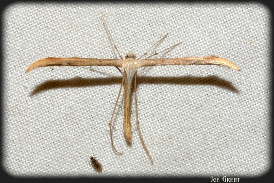 Pterophoridae - tollasmolyfélék