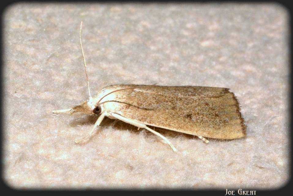 Calamotropha paludella - barna nádlevélmoly