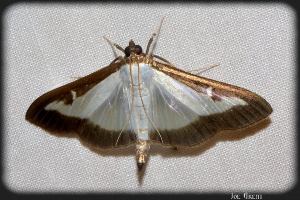 Cydalima perspectalis - puszpáng-tűzmoly