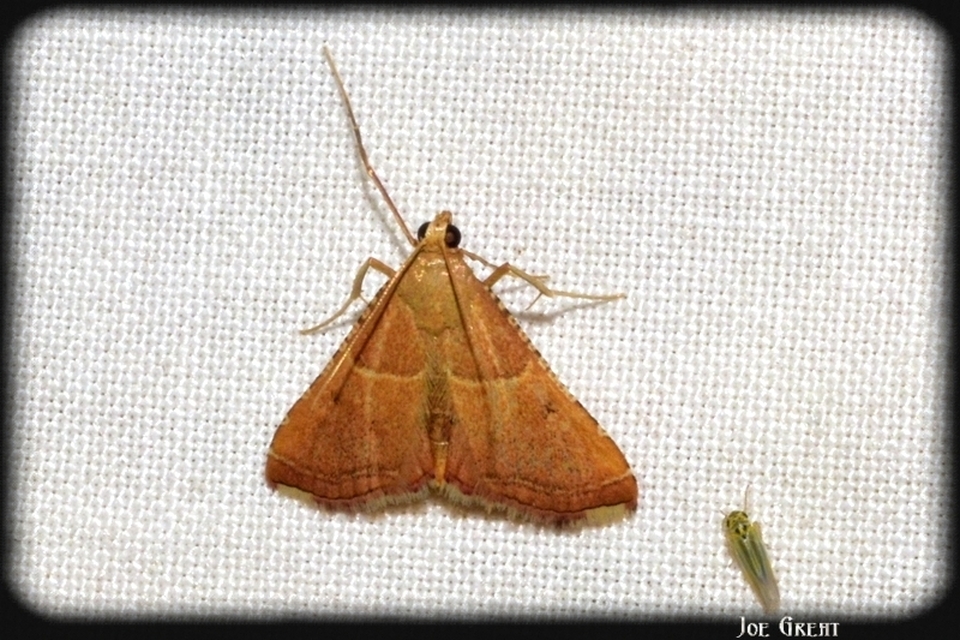 Endotricha flammealis - tüzesszárnyú fényilonca
