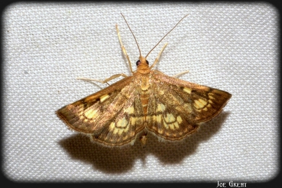 Anania coronata - koronás dudvamoly