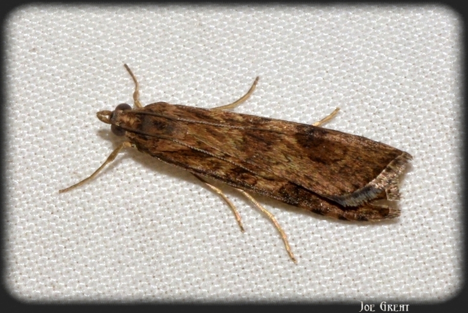 Nomophila noctuella - közönséges vándormoly