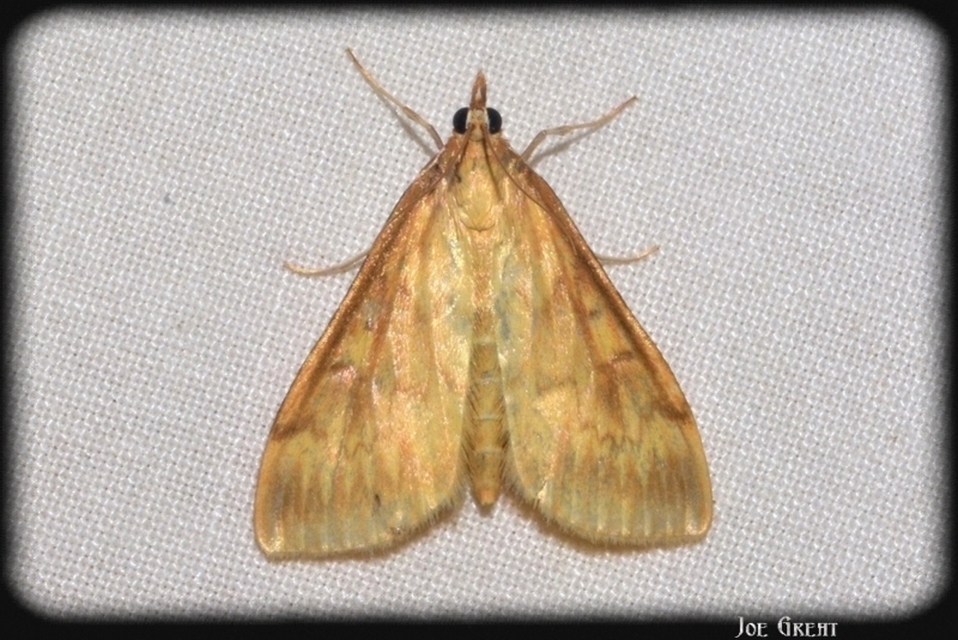 Ostrinia nubilalis - kukoricamoly