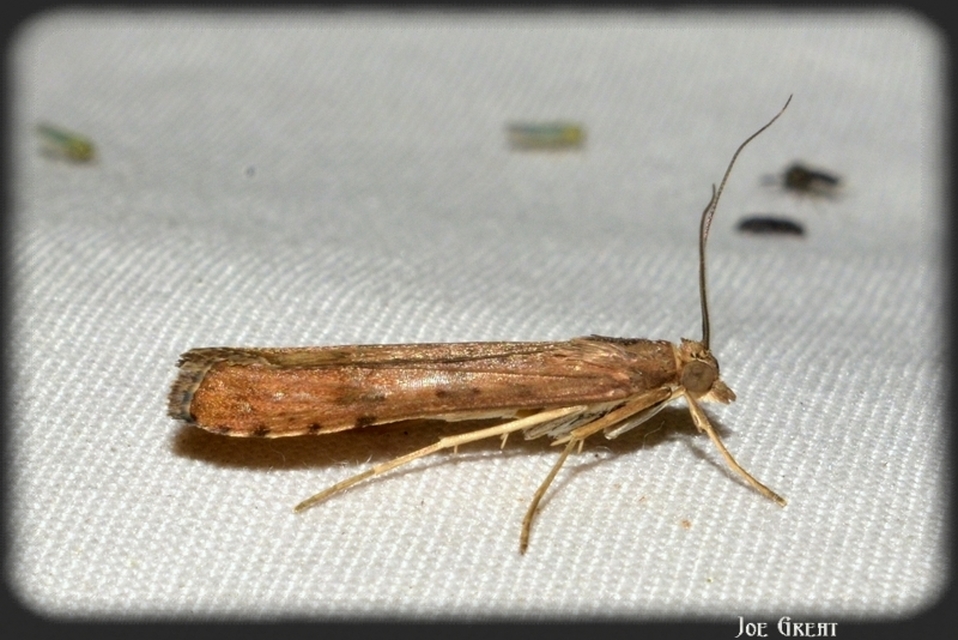 Nomophila noctuella - közönséges vándormoly