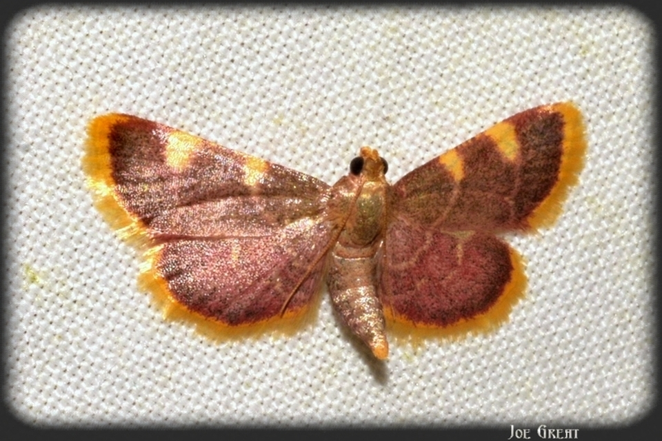 Hypsopygia costalis - szénailonca