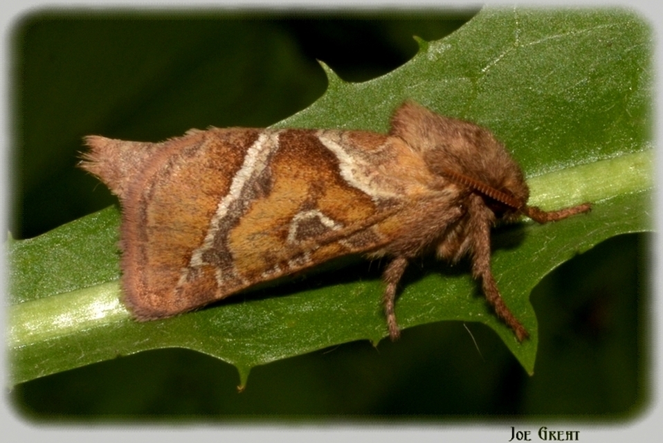 Triodia sylvina - kis gyökérrágólepke