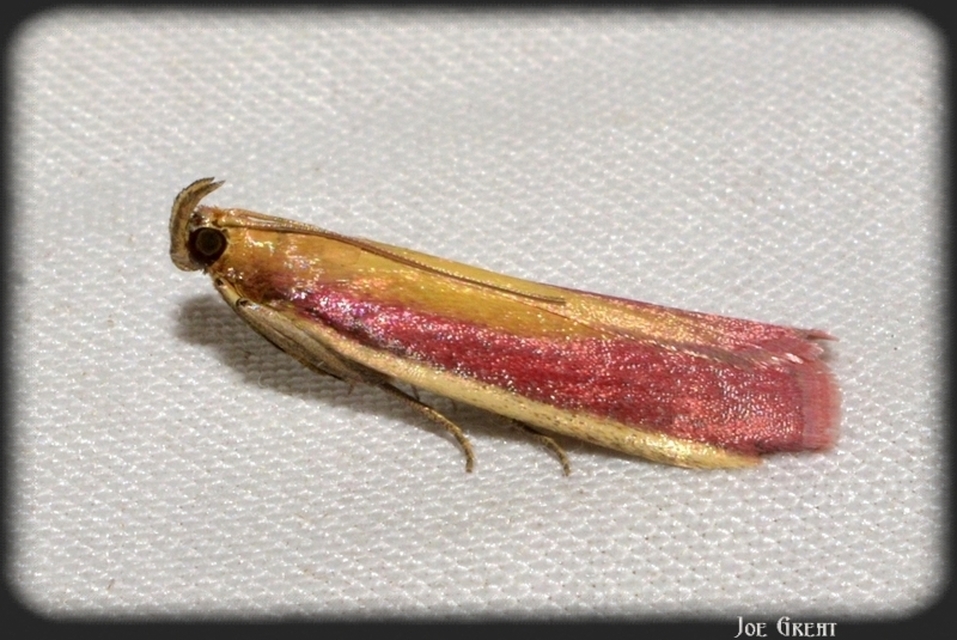 Oncocera semirubella - lucernamoly