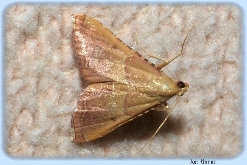 Endotricha flammealis - tüzesszárnyú fényilonca
