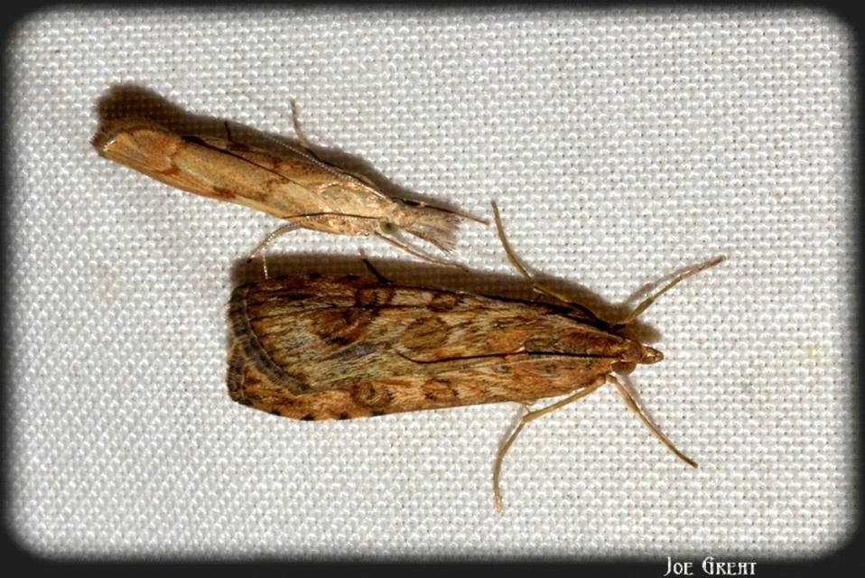 Nomophila noctuella - közönséges vándormoly