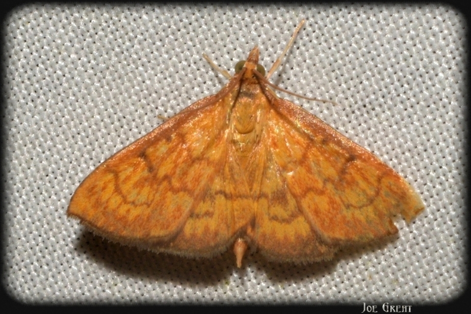 Ecpyrrhorrhoe rubiginalis - rozsdavörös tűzmoly