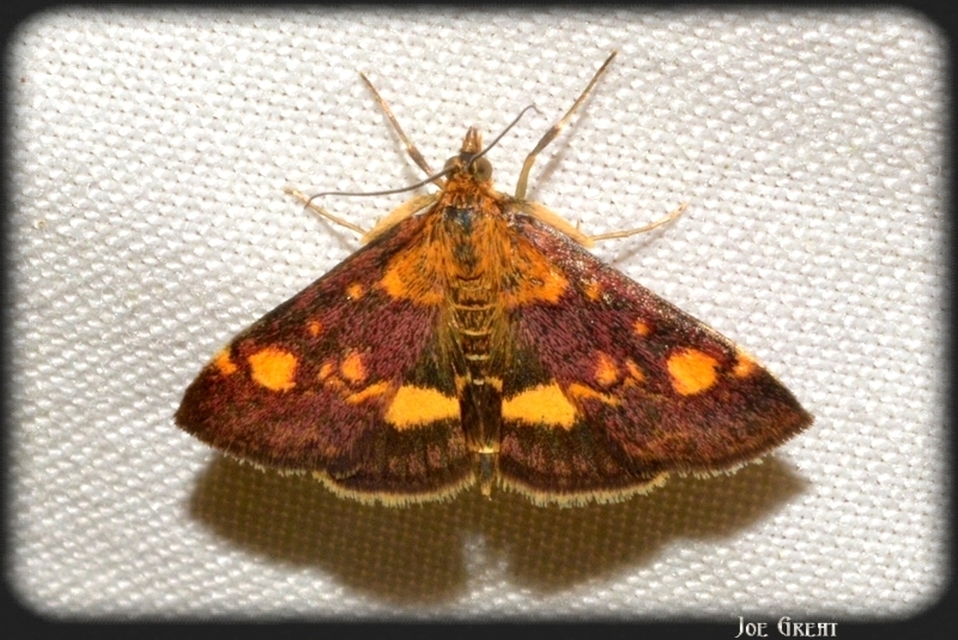 Pyrausta