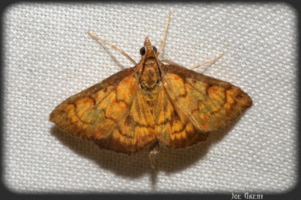 Ecpyrrhorrhoe rubiginalis - rozsdavörös tűzmoly