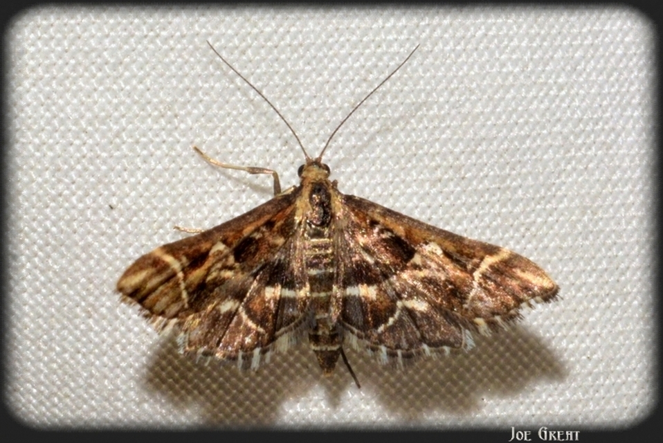 Diasemia reticularis - betűmintás tűzmoly