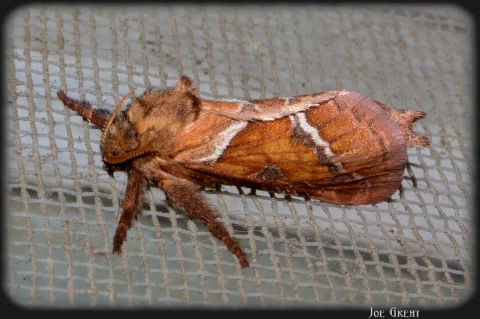 Triodia sylvina - kis gyökérrágólepke