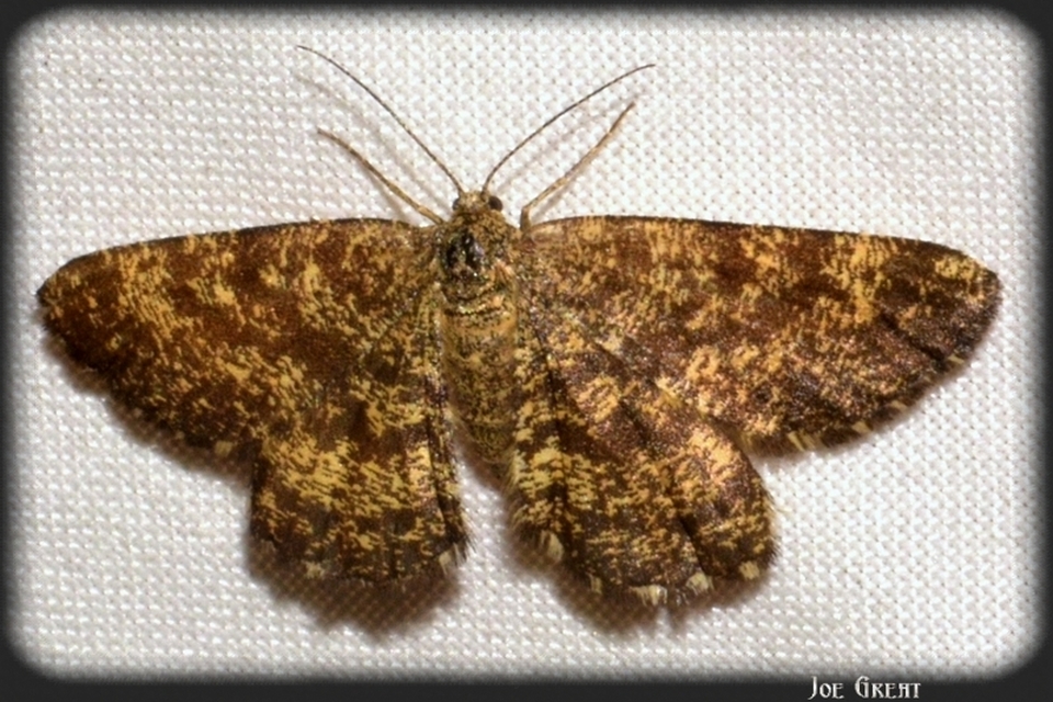 Ematurga atomaria - barna rétiaraszoló