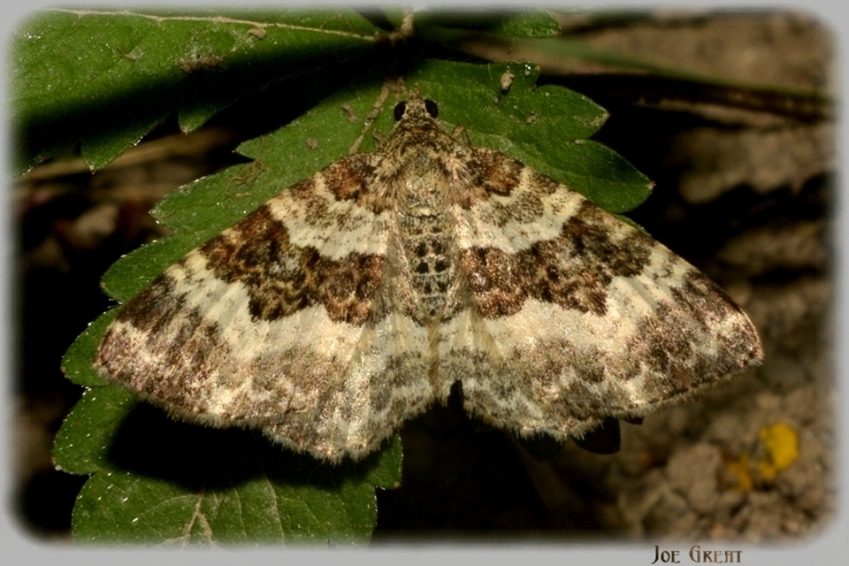 Epirrhoe alternata - galaj-tarkaaraszoló