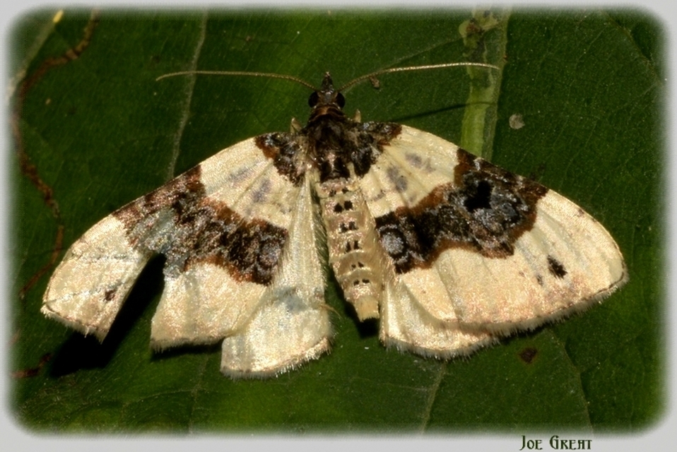 Cosmorhoe ocellata - szemes galajaraszoló