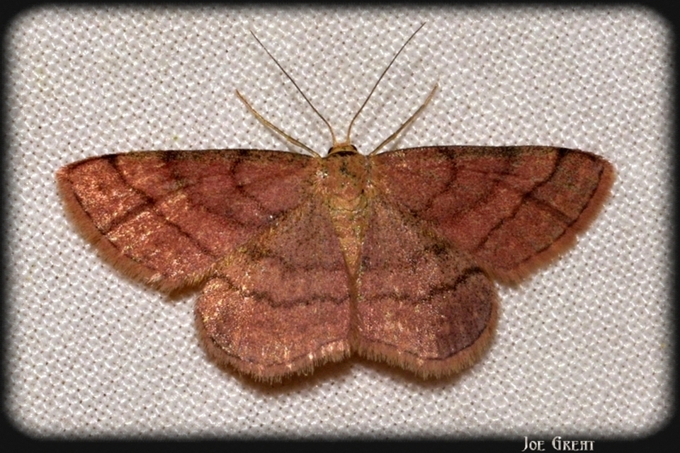 Scopula rubiginata - réti pirosaraszoló