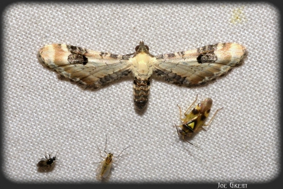 Eupithecia centaureata - búzavirág-törpearaszoló