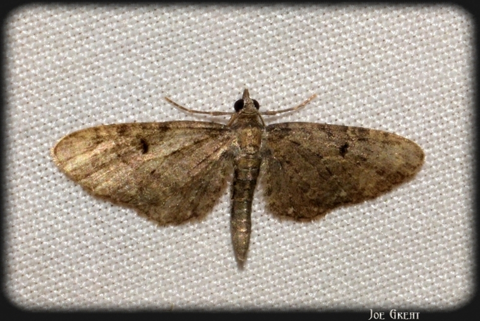 Eupithecia virgaureata - aranyvessző-törpearaszoló