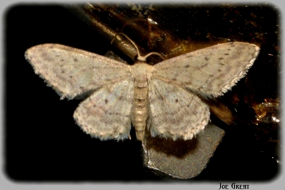 Idaea seriata - szürke apróaraszoló