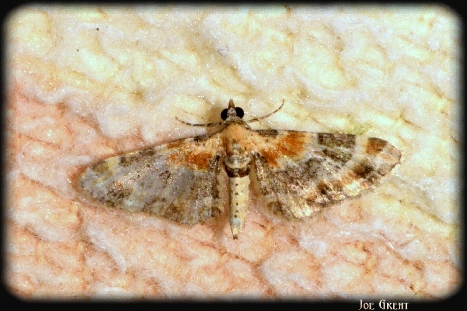 Eupithecia linariata - vonalas törpearaszoló