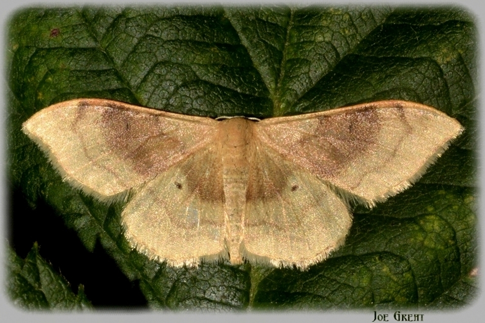 Idaea degeneraria - barnasávos araszoló