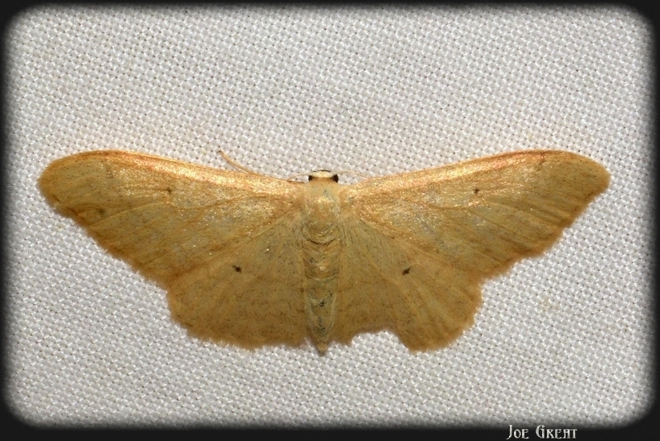 Idaea straminata - szalmasárga sávosaraszoló