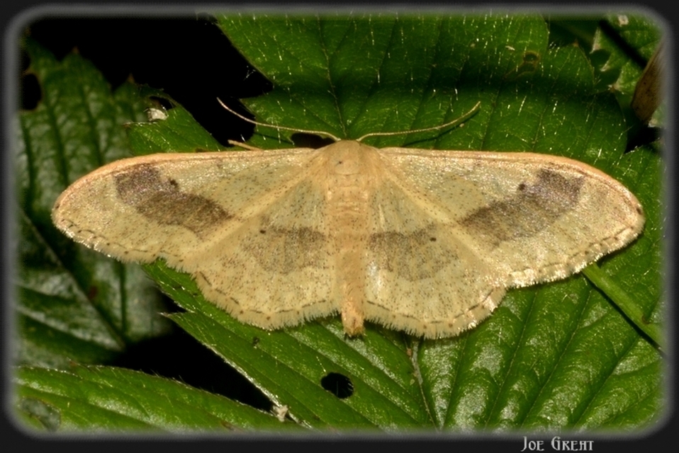 Idaea aversata - nagy sávosaraszoló