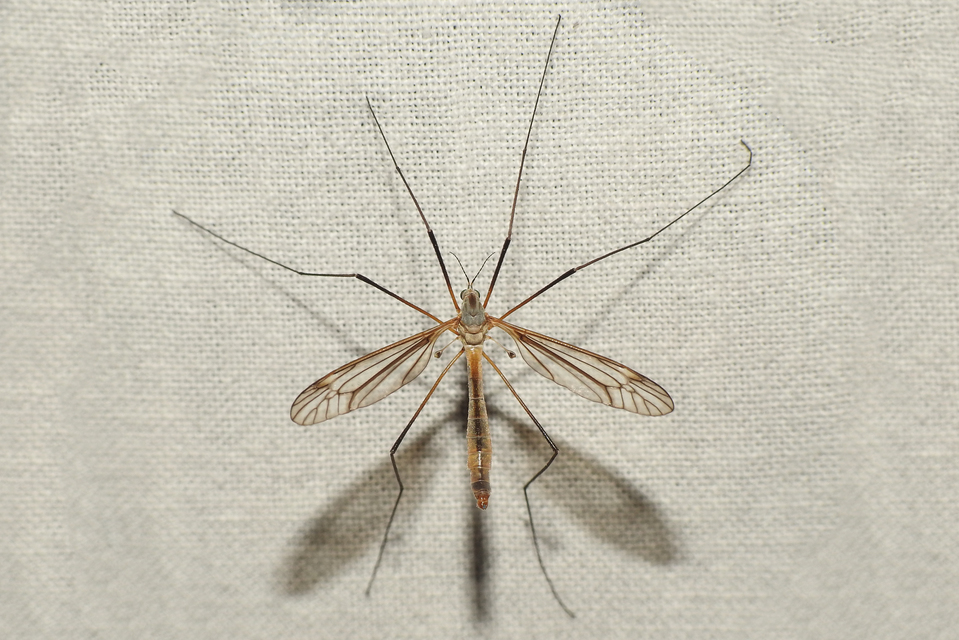 Tipulidae - lószúnyogok