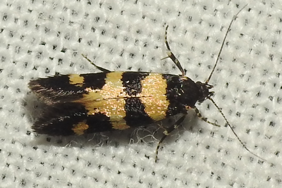Denisia augustella - zebramoly