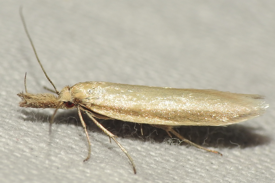 Pleurota