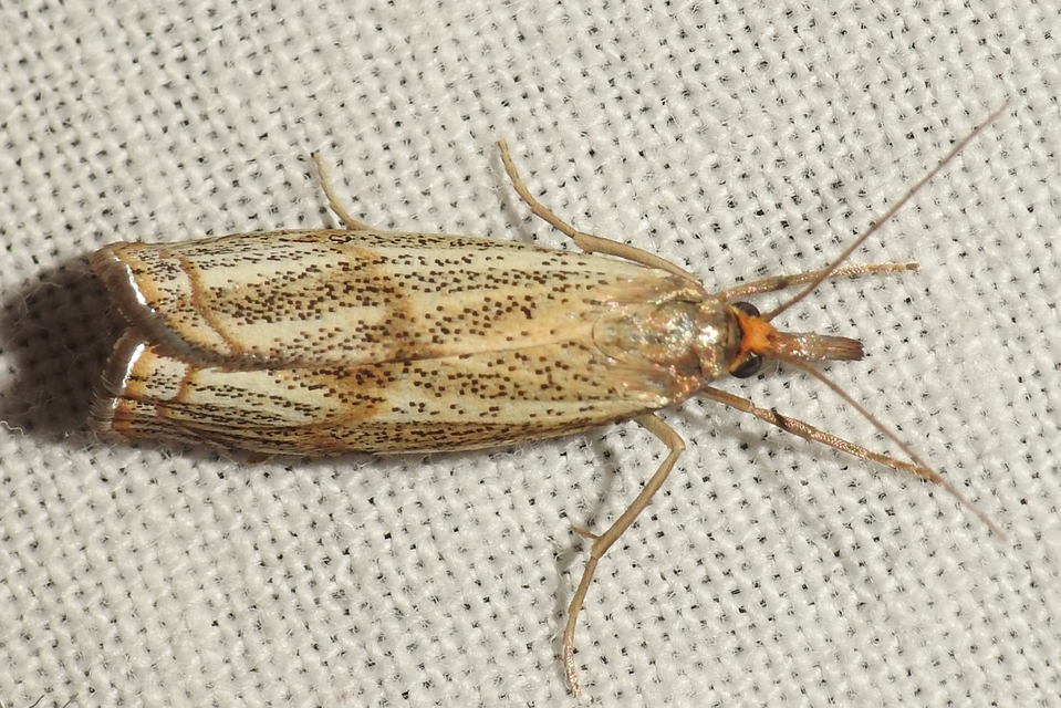 Thisanotia chrysonuchella - tavaszi fűgyökérmoly