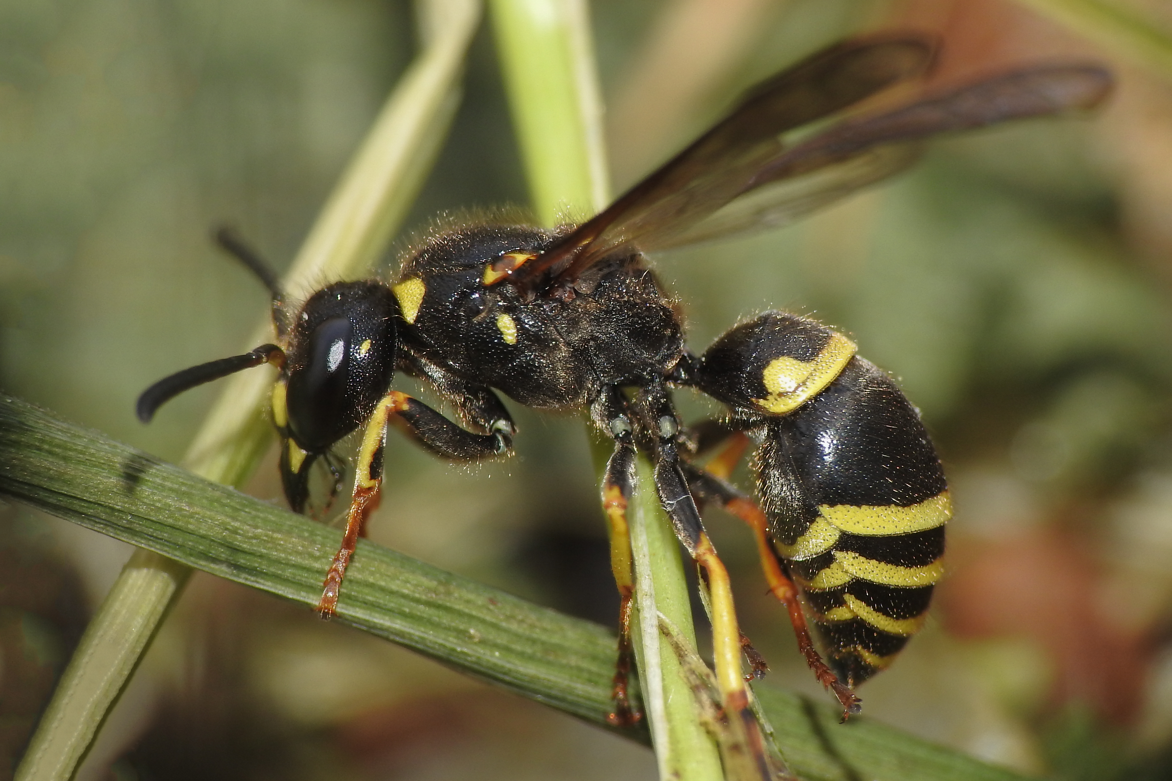 Ancistrocerus parietinus