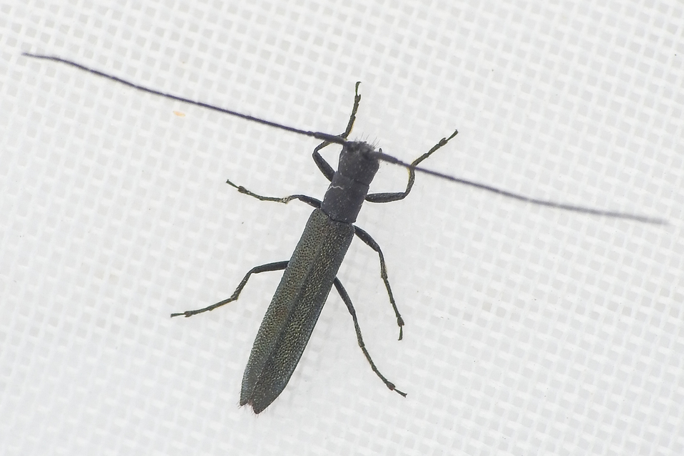 Theophilea subcylindricollis - hengeres szalmacincér Theophilea subcylindricollis - hengeres szalmacincér