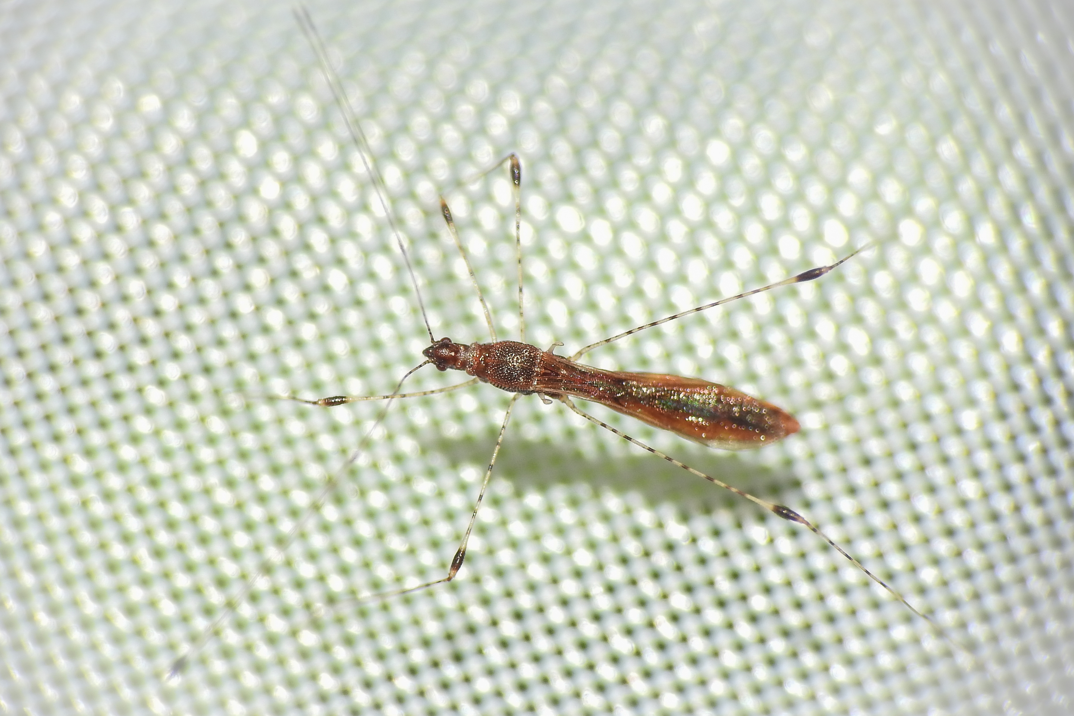 Metacanthus meridionalis