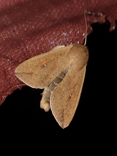 Mythimna unipuncta - hordabagoly