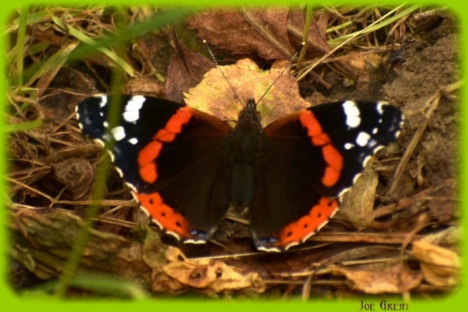 Vanessa atalanta - atalantalepke