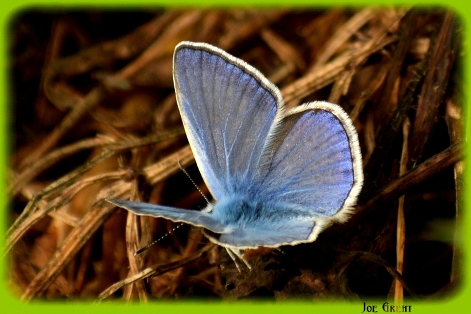 Polyommatus icarus - közönséges boglárka