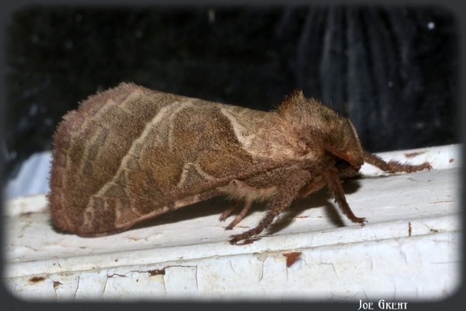 Triodia sylvina - kis gyökérrágólepke