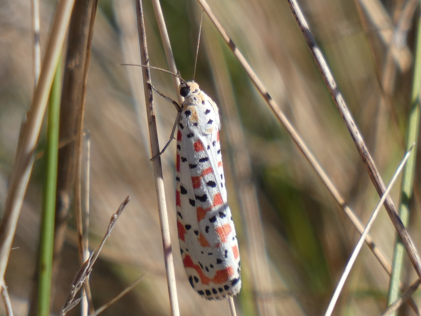 Utetheisa pulchella - vérpettyes medvelepke
