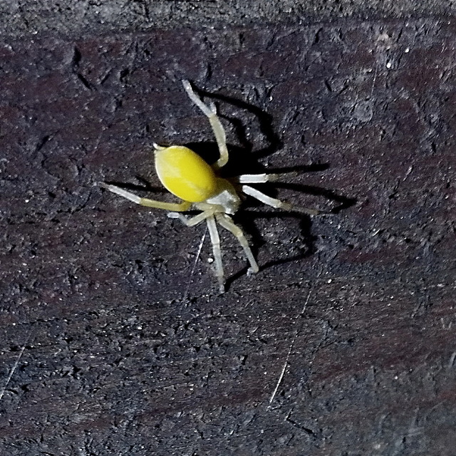 Cheiracanthium mildei - sárga dajkapók