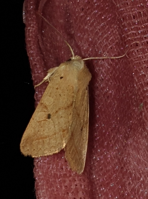 Leptologia macilenta - gyertyán-őszibagoly