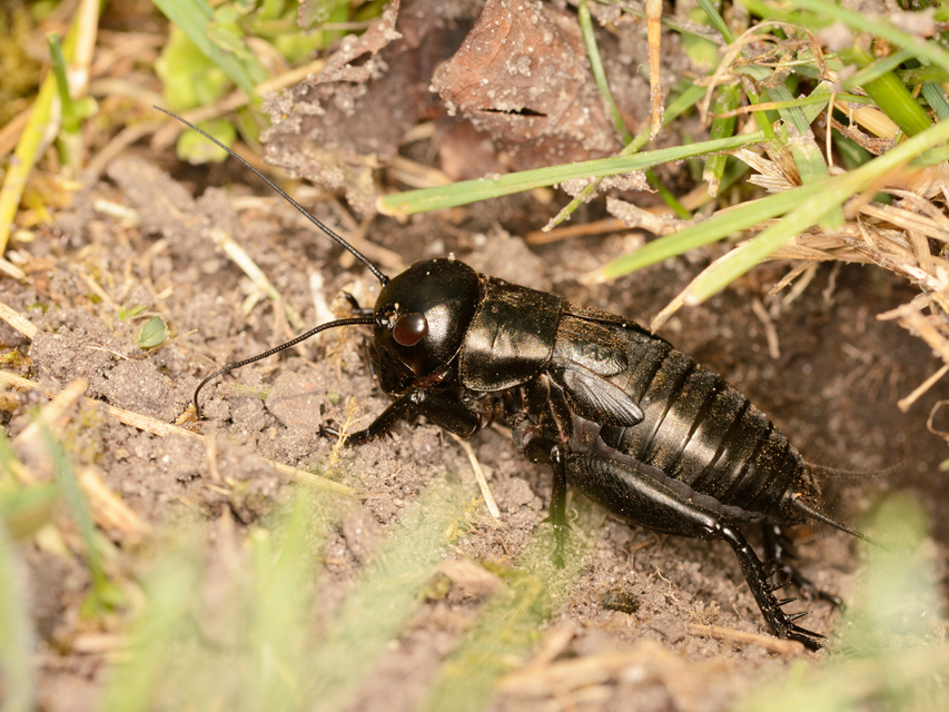 Gryllus campestris - mezei tücsök
