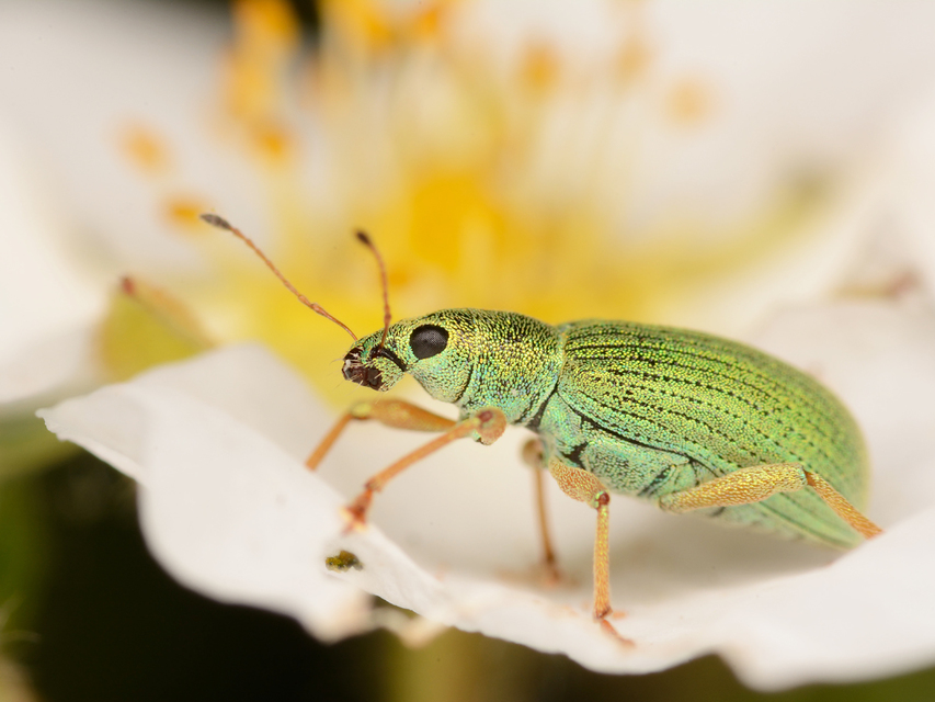 Polydrusus formosus - selymes lombormányos