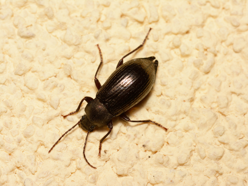 Stenomax aeneus - bronzos gyászbogár