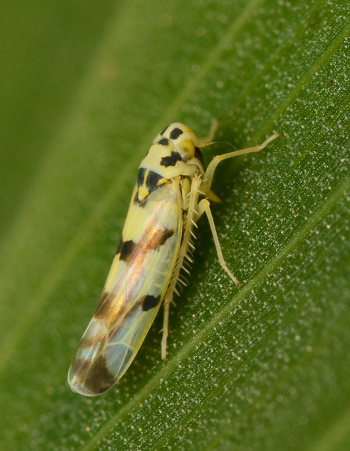 Eupteryx