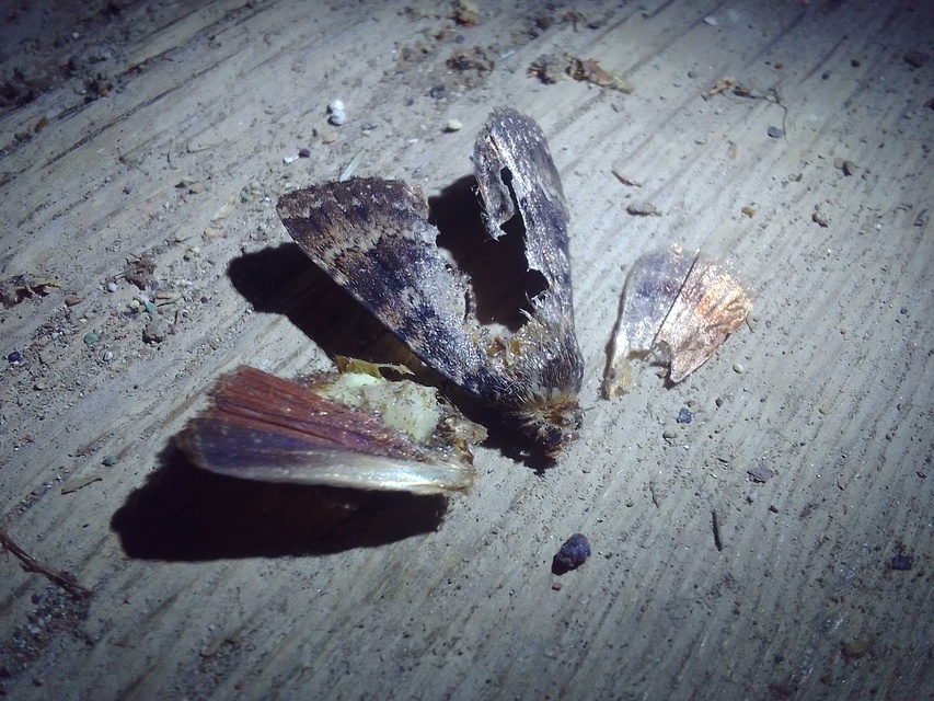 Amphipyra berbera/pyramidea