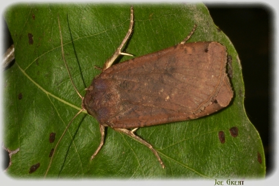 Noctua pronuba - nagy sárgafűbagoly